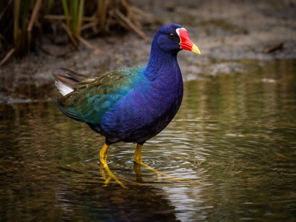 Purple Gallinule in shallow marsh water, showing iridescent blue-purple plumage and red frontal shield.