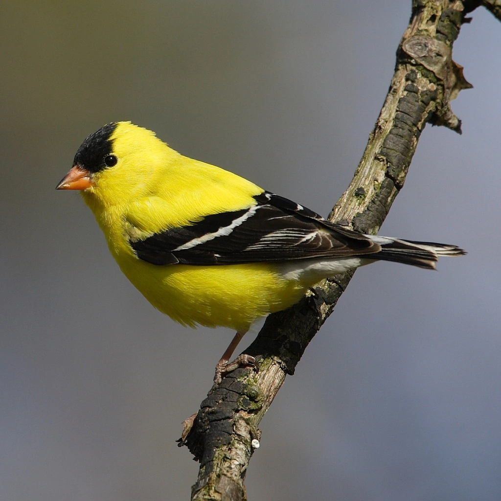 American goldfinch perched on a branch